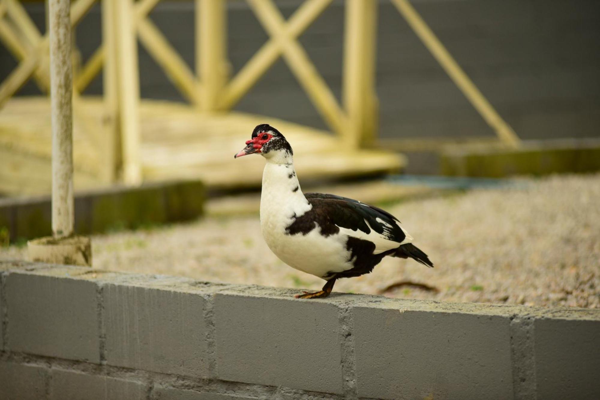 Pousada Chacara Rio Jordao Florianópolis Eksteriør bilde