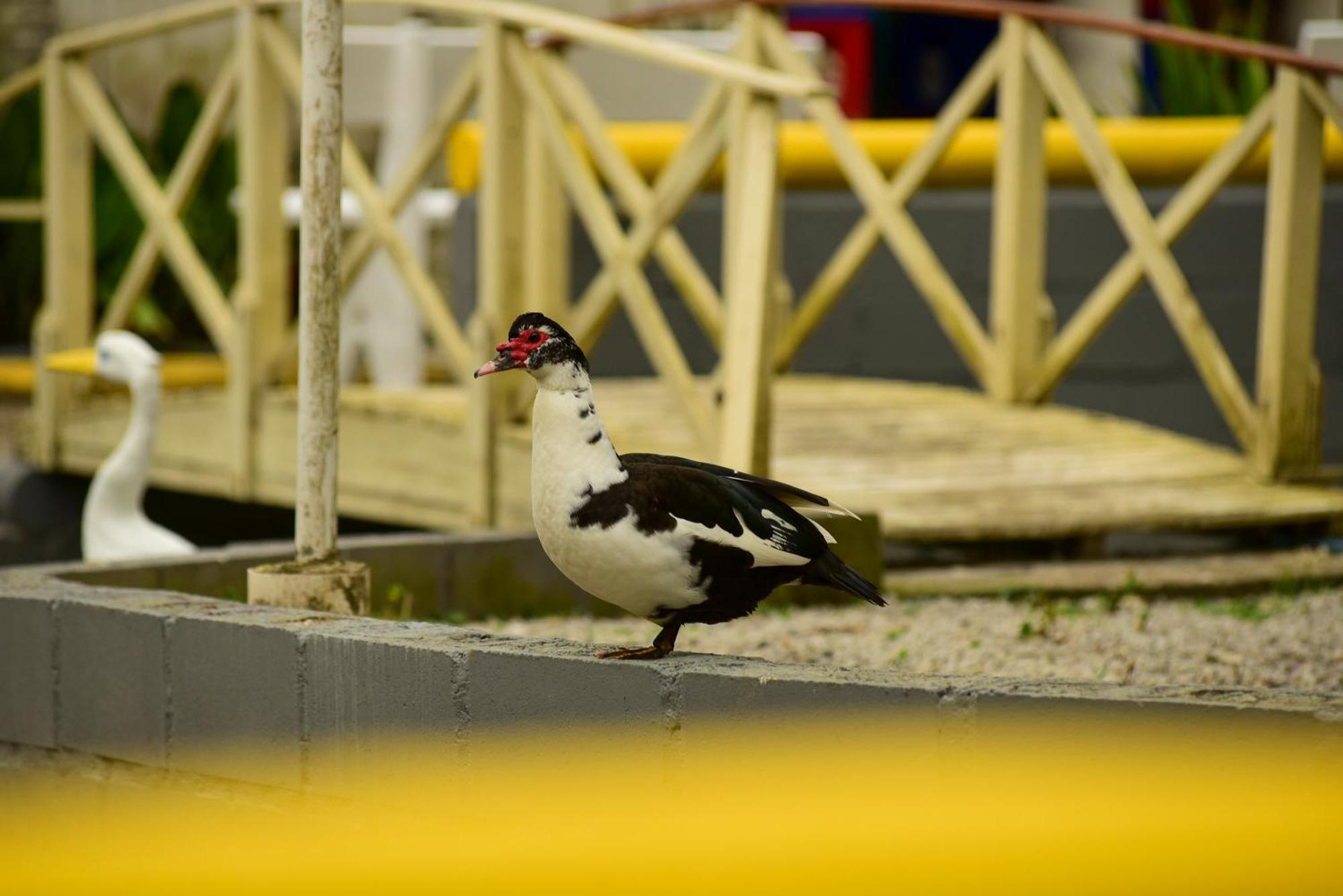 Pousada Chacara Rio Jordao Florianópolis Eksteriør bilde
